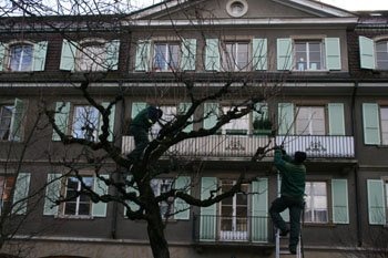Pruning+trees+A