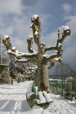 Trees++in+snow