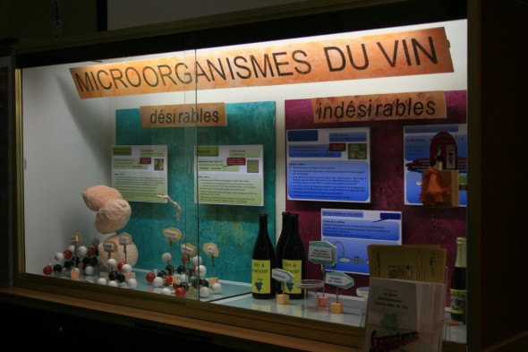 Wine+tasting+Nyon+001